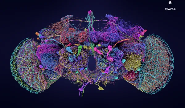 The 50 largest neurons of the adult fruit fly brain connectome.