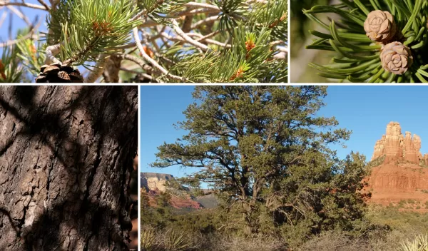 A collage of images of parts of the pinyon pine (pinus edulis). From top to bottom and left to right, the images show needles, cones, bark and a whole tree.