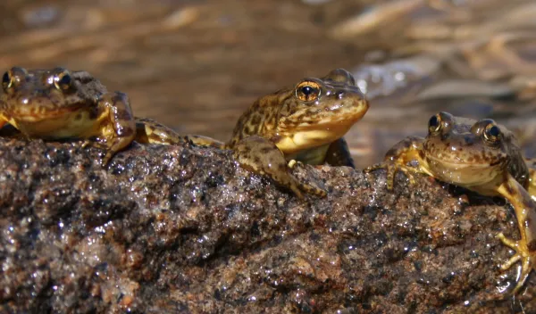 Three Sierra Nevada yellow-legged frogs bask in the sun.