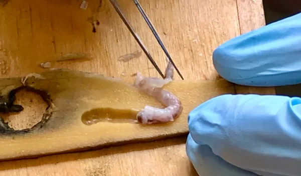 A small shipworm being extracted from wood