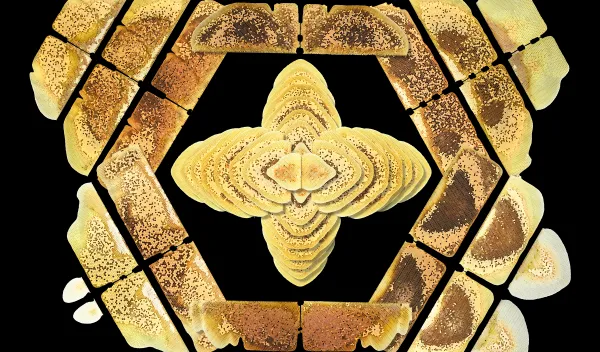 Images of honey bee combs, arranged to show the symmetry between the two sides of the comb.