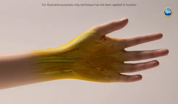 Illustration of a human hand as it might appear if the new tissue transparency effect proves effective in humans. Currently, the effect has only been tested with animals in a laboratory setting. Note that dyes may be harmful. Always exercise caution with dyes and do not consume directly, apply to people or animals, or otherwise misuse.