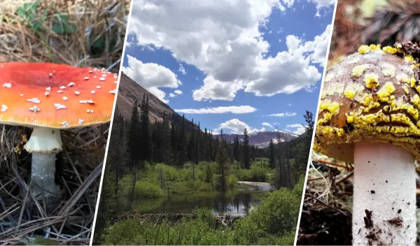 A collage of three images with a mushroom, a mountain stream surrounded by pine trees, and another mushroom appearing in that order from left to right.