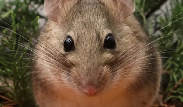 Desert woodrat sitting in some brush