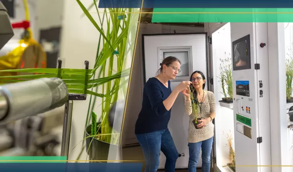 A composite image. At right, plants being studied at the Cornell High Energy Synchrotron Source. A set of leaves is placed in front of an X-ray beam. At right, two female researchers -- Louisa Smieska and Ju-Chen Chia -- stand a few feet away from the camera in a growth chamber in Weill Hall. Chia holds a potted plant that both she and Smieska are examining. Both women wear sweaters, jeans, and glasses.