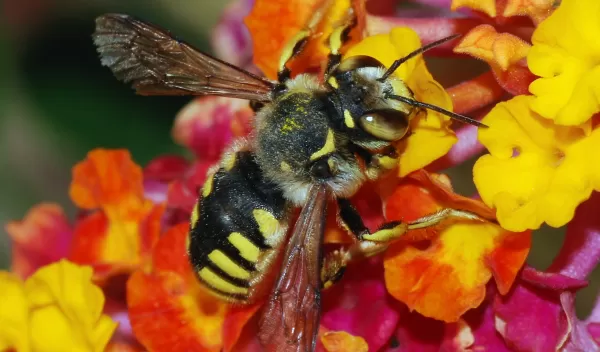 Solitary bee (Anthidium florentinum), feeding on a Lantana camara flower.