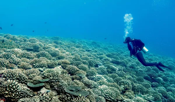 an diver within the ocean with coral reef surrounding them