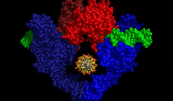 DNA binding and cleavage fragment of yeast topoisomerase II