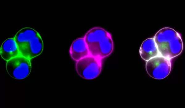 Live cell fluorescent visualization of biological molecules binding to the surface of genetically modified cell membranes, which make up the coating for the modular nanoparticles.