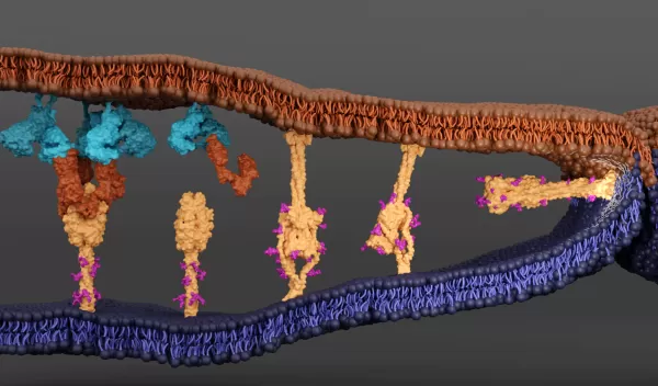 A computer-generated illustration showing cellular activities depicted with different colors.