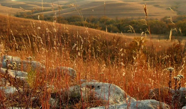 landscape of a grass field