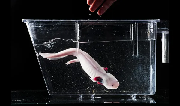 A pink axolotol swims in a water-filled tank. A human hand can be seen just above the tank.