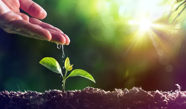and hand dripping water on a plant