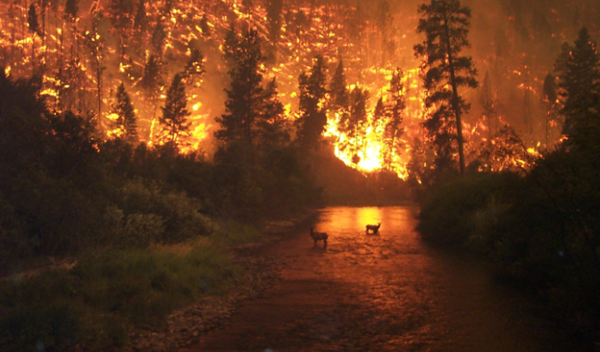 Wildfire experiments carry implications for aquatic ecosystems in areas such as the Sierra Nevada.