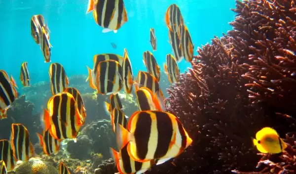 Butterflyfish and corals under water
