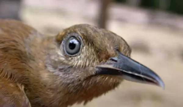 Close-up photo of a bird