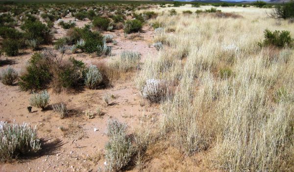 A shift from shrubland (left) to grassland (right) in the Chihuahuan Desert of New Mexico.