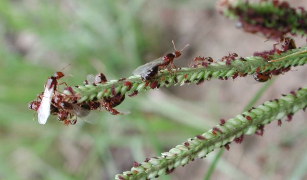 fire ants on a plant