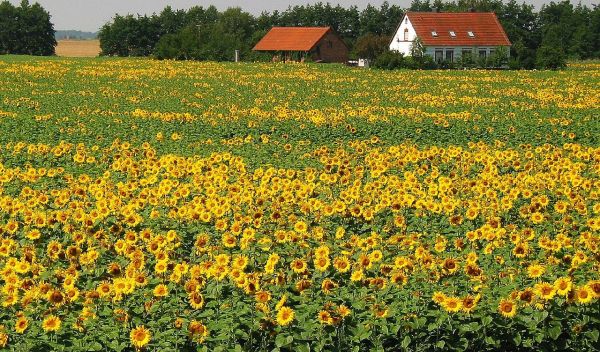 sunflowers in a farm field next to houses