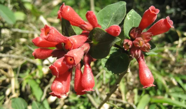Knock-your-eyes-out red: A flowering plant native to Mexico called early jessamine or red cestrum.