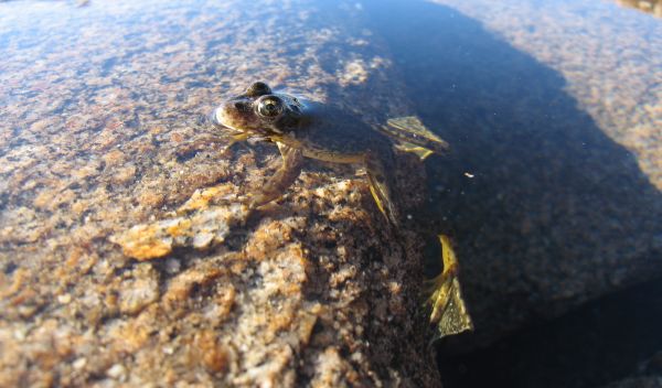The endangered Sierra Nevada yellow-legged frog sitting on a rock