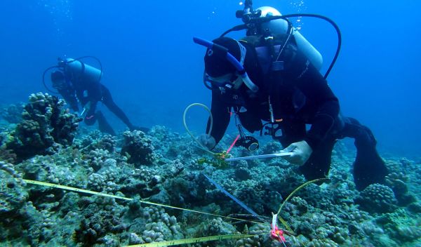 Scientists Russ Schmitt, Sally Holbrook conduct research on corals at the NSF Moorea LTER site.