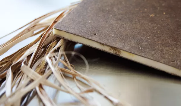 Photo of dried kenaf, a plant similar to bamboo