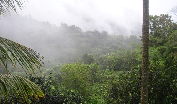 Dawn mist covers NSF's Luquillo Critical Zone Observatory and Long-Term Ecological Research sites.