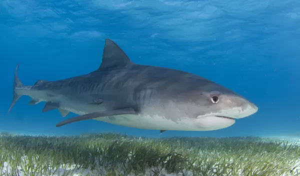 A tiger shark above seagrass. Scientists have found a surprising link between the two.