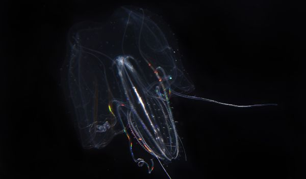 Luminescent ocean drifters hold keys to deep-sea animal adaptations | NSF -  National Science Foundation