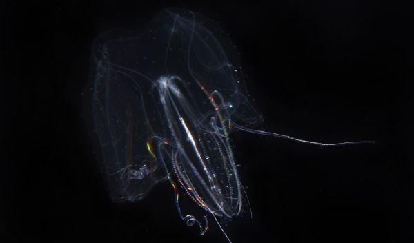 Found only in shallow waters, this ctenophore swims with wings spread like those of a biplane.