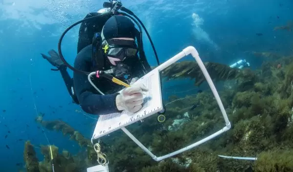 Marine researchers sample invasive weed