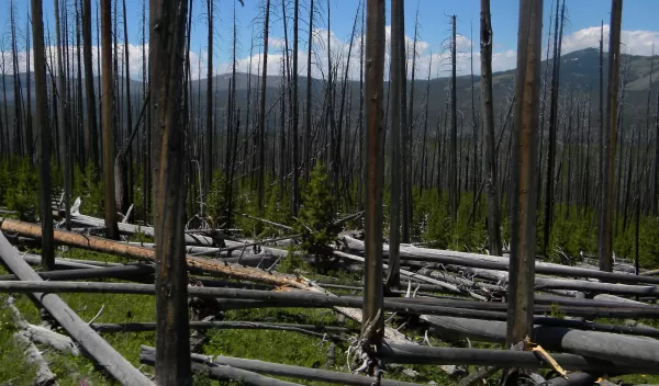 burnt trees in a forest