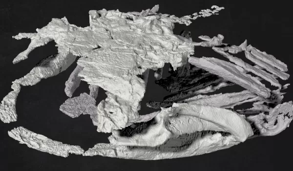 3-D reconstruction of the jaws, prehistoric shark