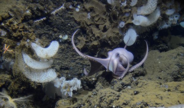An octopus in the genus Muusoctopus travels along a section of the Dorado Outcrop.