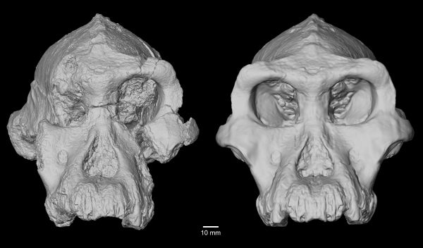 3D reconstruction of MRD-VP-1/1