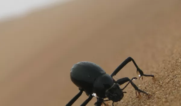 A black beetle with water droplets on its back