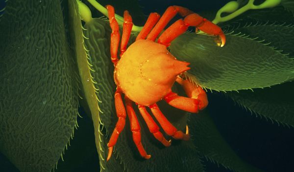 The loss of kelp forests from destructive storms decreases habitat for species like this kelp crab.