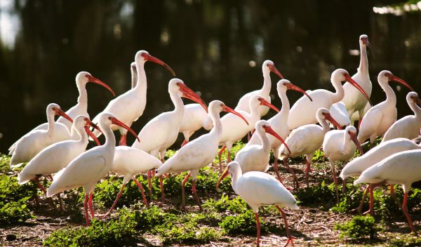 White ibises flock