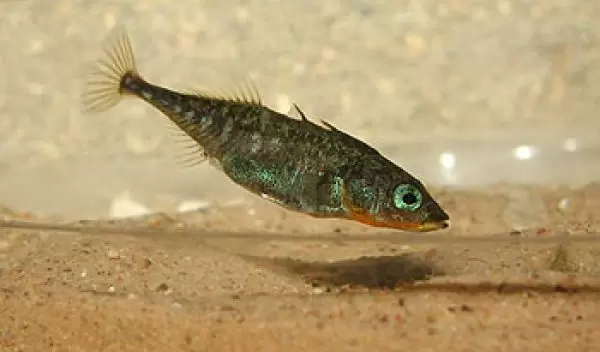 Photo of threespine stickleback fish