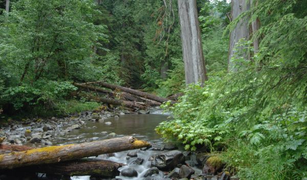 logs and tress near a stream