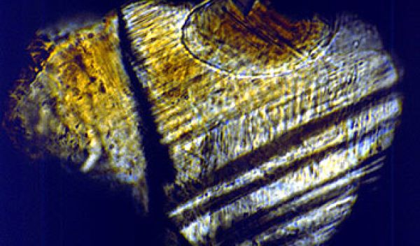 shocked minerals identified in the Bass River