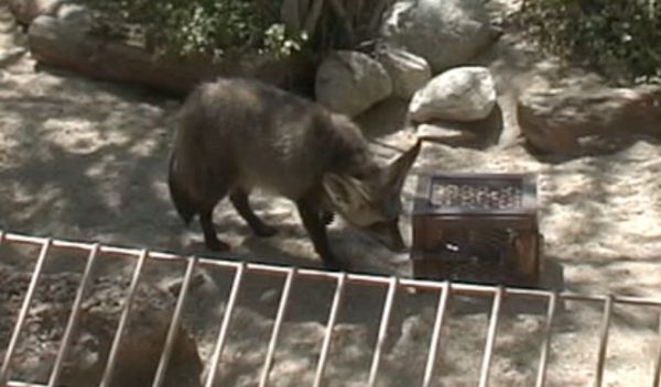 A bat-eared fox tries to open a puzzle box during an experiment to test intelligence.