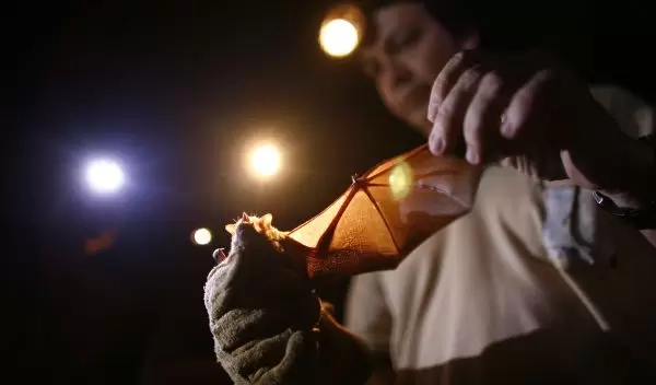 scientist holding a bat