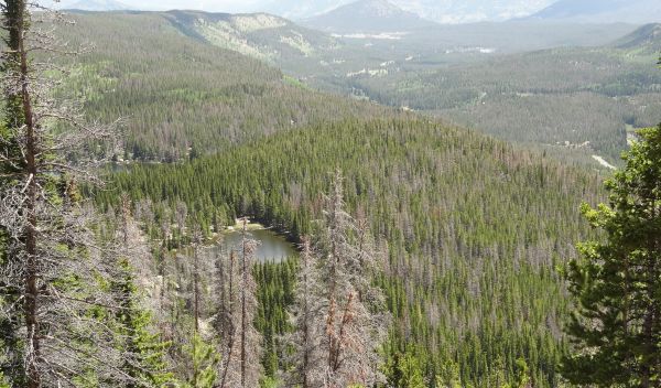 Gray trees killed by bark beetles between green trees in Rocky Mountain National Park.