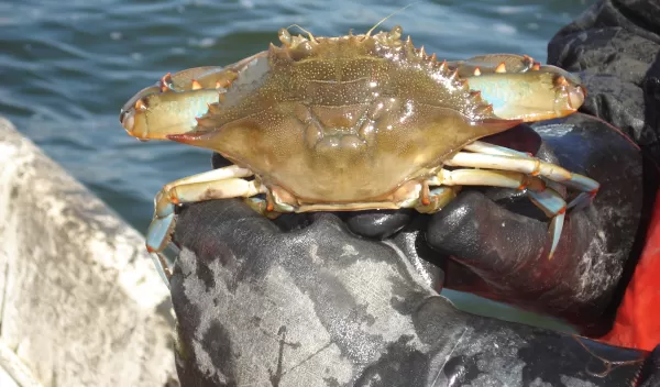 blue crab in person's hands