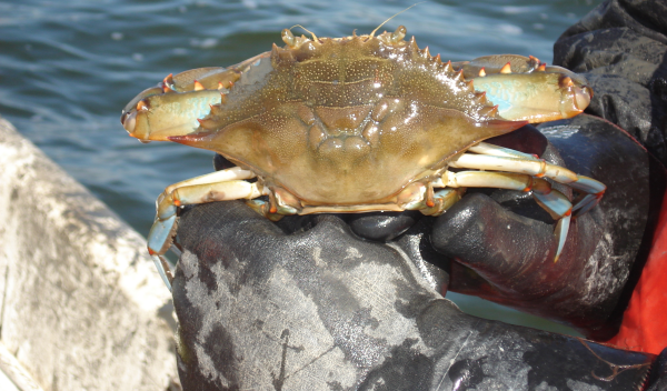 blue crab in water