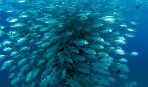 a school of bigeye travellies fish