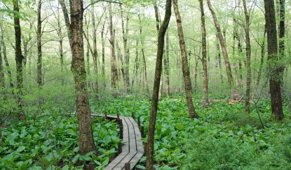 forest