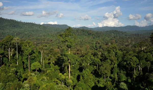 Forests are growing more vigorously, scientists found, and therefore, are locking away more carbon.